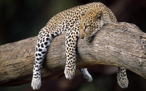 LEOPARD in tree