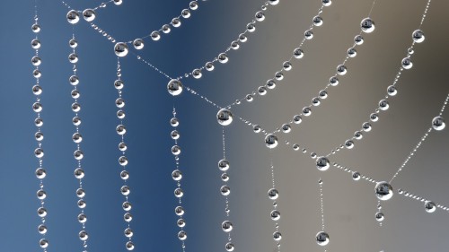 Spider's Webs Water Droplets