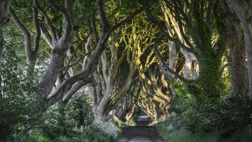 The Dark Hedges Co. Antrim, Northern Ireland